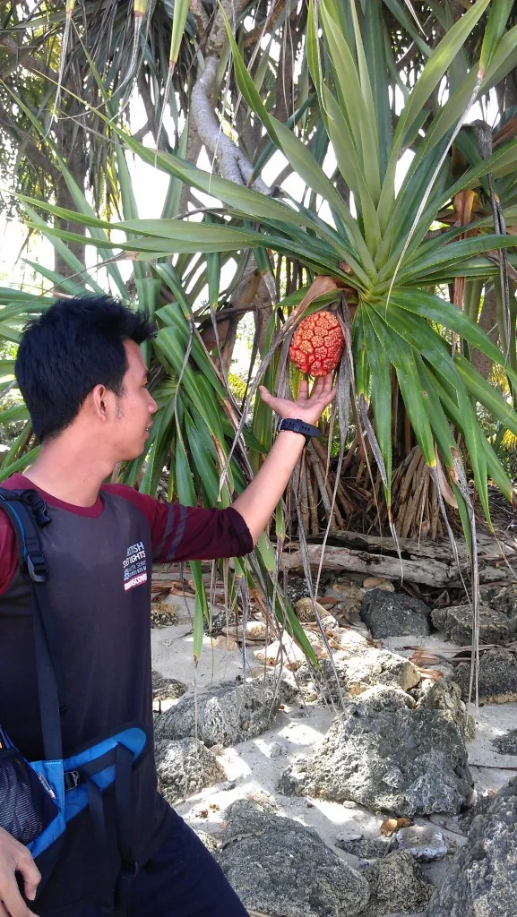 Wisata Bengkulu, buah mera-mera